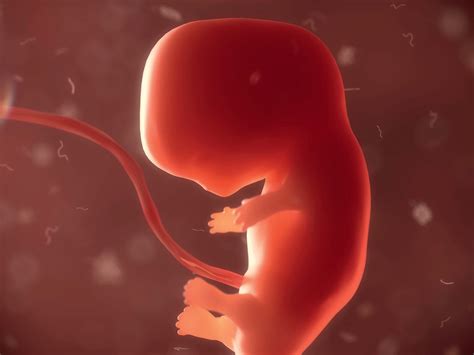 Der Embryo in uns – Der Mensch als Embryo | UTA Akademie