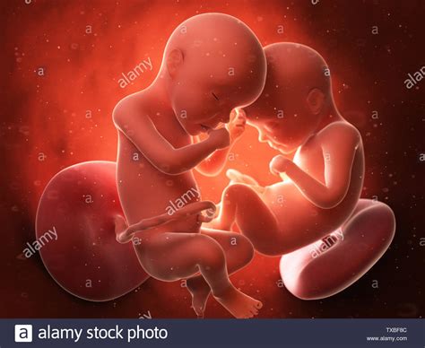 rendered medically accurate illustration  twins   womb stock