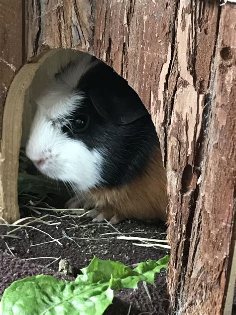I got 3 new peegs today, this is one of them. Her name is muffin and i