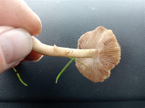 I'm colour blind but these look like wavy caps???? : r/MagicMushroomsUK