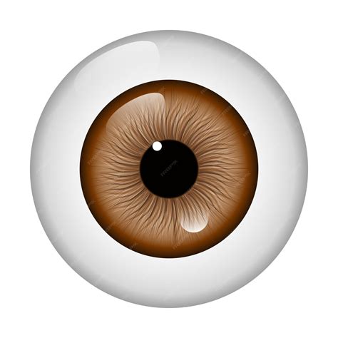 premium vector brown eyeball isolated  white background