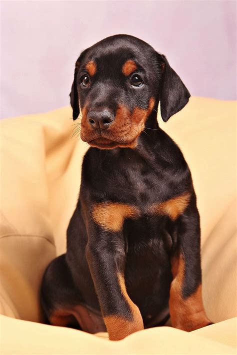 Doberman Puppy Hd Photos - Infoupdate.org