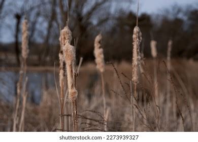 Cattails Swamp During Spring Thaw Stock Photo 2273939327 | Shutterstock