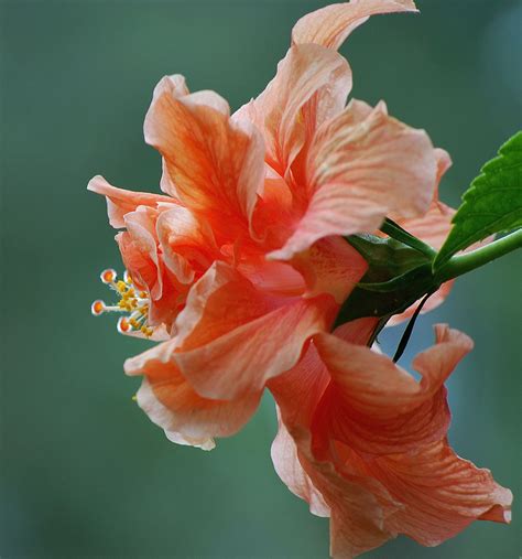 Peach Hybiscus for the centerpieces? Big peach flower | Hibiscus