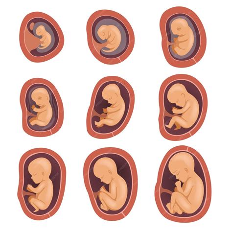 O Que Se Forma Primeiro No Feto - Processo de desenvolvimento fetal humano gravidez do primeiro ao nono ...