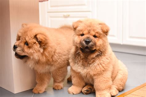 Raça De Cachorro Xau Xau - Chow-Chow: conheça as características da raça e como cuidar