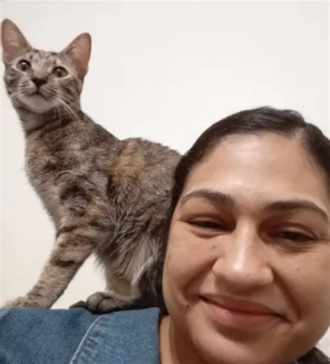 Gato é esmagado por caixa de areia automática, e donos entram na