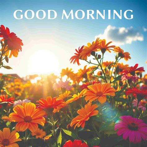 Good Morning Photos Hd Photos Free Images - Infoupdate.org