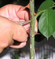 Rosa Laxa rootstocks