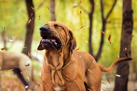 Dogs Making Faces