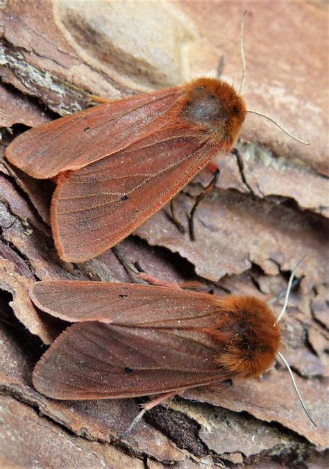 Day-flying Macro Moths Norfolk Moths - The macro and micro moths of