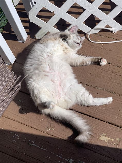 Sunbathing Beauty : r/toolps