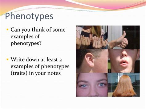 PPT - Genetics Unit PowerPoint Presentation, free download - ID:2536899