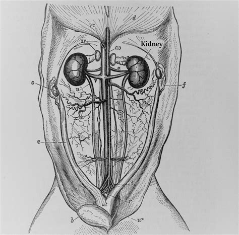 Chronic kidney disease in cats - the best treatment and prognosis
