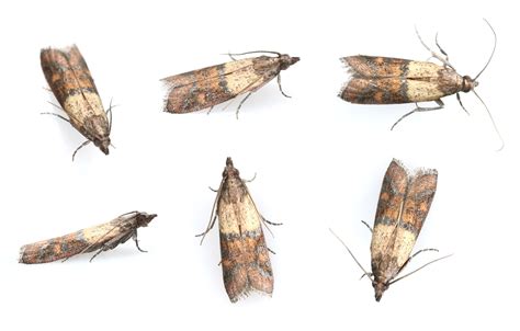 moths in home 14