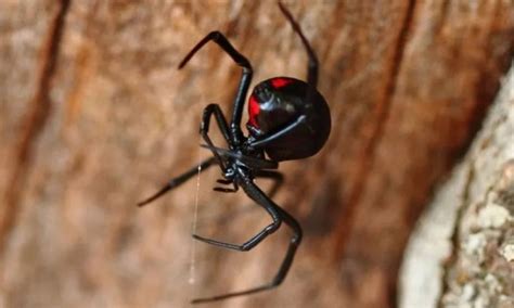 loai  lan chuyen  nhen goa phu den kich  yeu khoa hoc