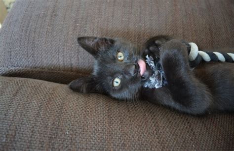 ideas  nice       cat balcony cats