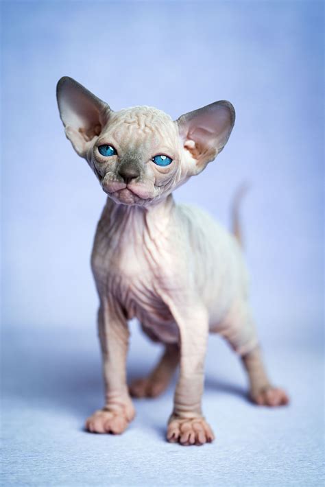 Joli Chaton Glabre De Race De Chat Sphynx Canadien