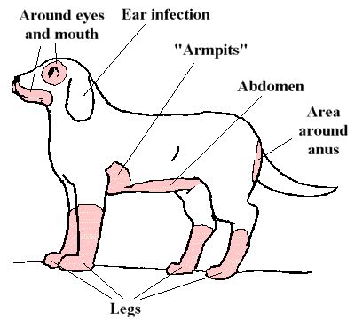 Atopy Dogs - Eczema Free Skin