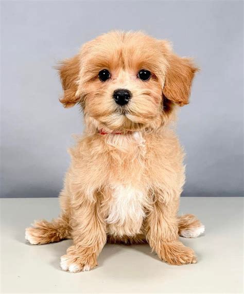 Mini cavapoo/Mini cavapoo puppies for sale/Cavapoo mini