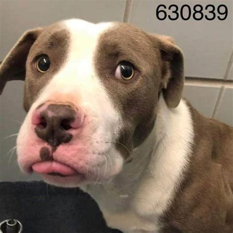 young bashful dog      texas pet rescue report