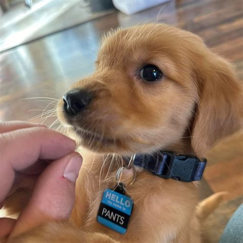 Puppy Classes | Stand Proud Dog Training, LLC
