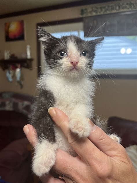 Cats for Adoption in Sandusky, Ohio | Alpha Paw