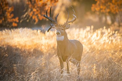 How To Prepare Each Month To Bag Your Best Buck - North American Whitetail