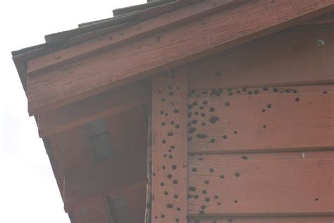 How to Get Rid of Woodpeckers: Control & Prevention Guide