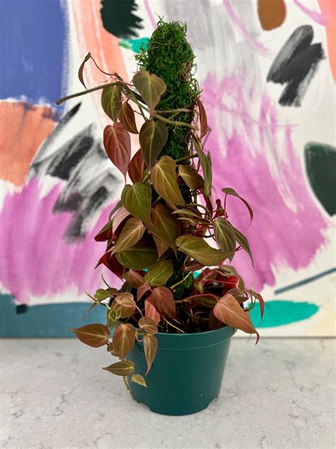 Maranta Red, Prayer Plant — The Tender Gardener