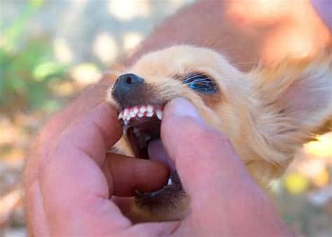 Chihuahua Dental Care: Keep Those Tiny Teeth Healthy! - I Love My Chi