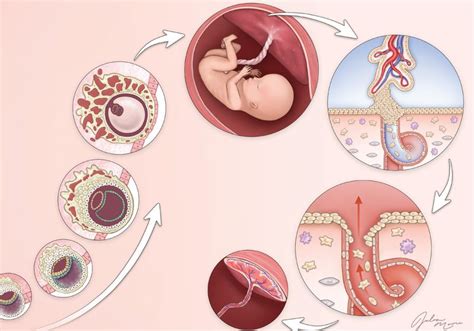 Infographic: Early Placenta Development Sets the Stage | The Scientist