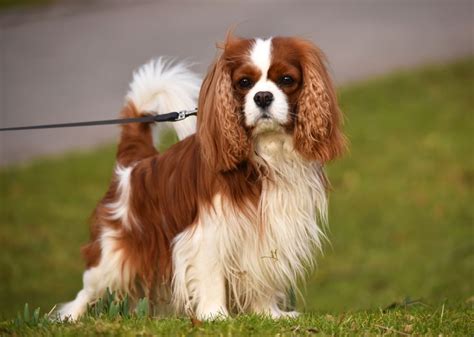 king charles spaniel  chinese chongqing dog breed comparison