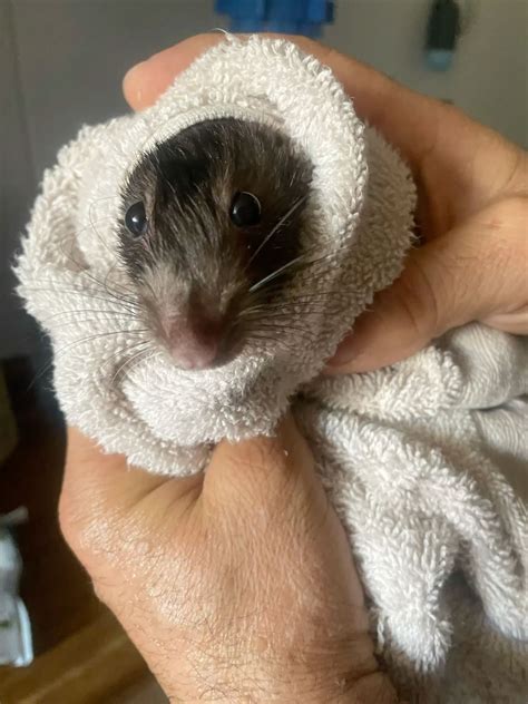 wet ugly rat | Animales bonitos, Ratas, Animales