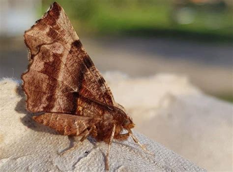 moth traps  year expert reviews pest control hacks