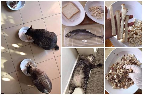 resepi makanan kucing  gemuk  guna  bahan ni  simple