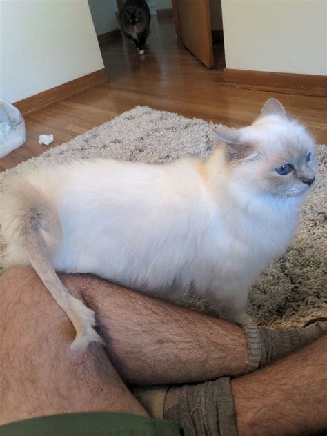 I had to shave my cats tail to get rid of the matted fur. She now has a