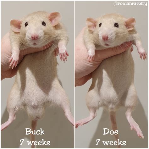 Roman Rattery: Sexing Kittens Photo Series