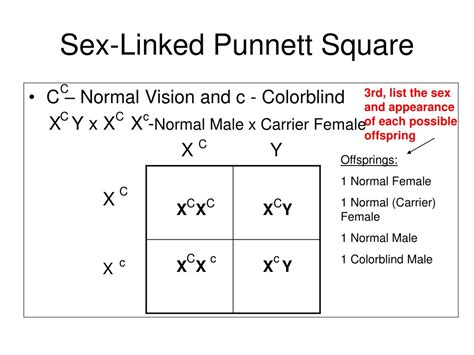 PPT - Mendelian Genetics PowerPoint Presentation, free download - ID