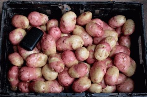 Картофель Иван-да-марья: описание сорта, фото, вкусовые качества