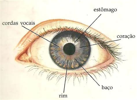 Para Que Serve A Iris Do Olho Humano