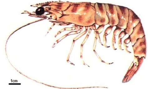 penaeus kerathurus crustacea decapoda  scientific diagram