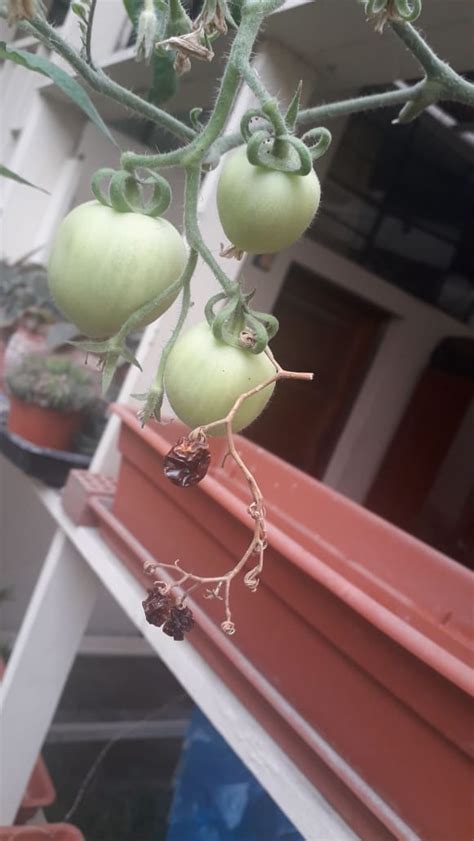 Motato : tomato