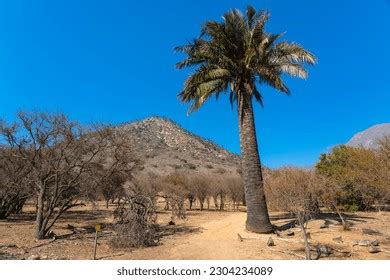 chilean wine palm royalty  images stock