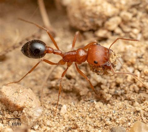 19 Black and Red Ants (Pictures and Identification Guide)