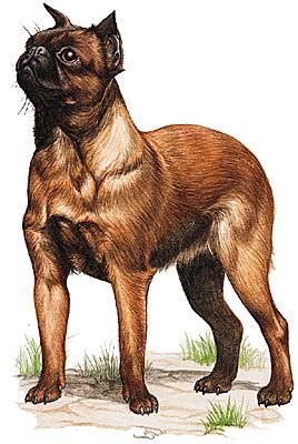 griffon media larousse