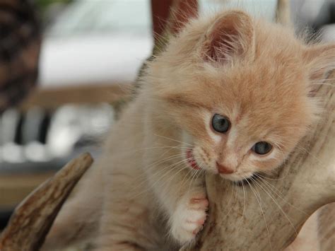 Download Kitty Pictures | Wallpapers.com