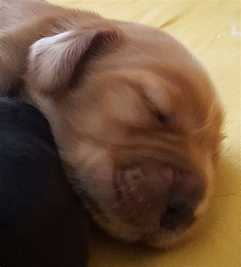 English Cocker Spaniel Zucht - Pflege