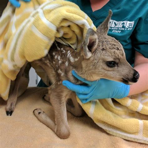 how to know if a fawn is abandoned