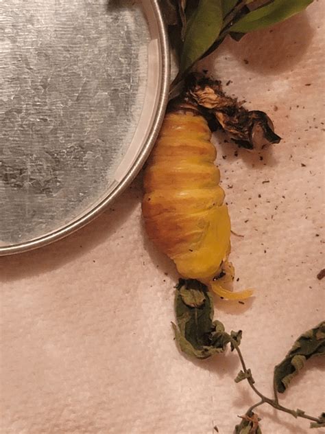 Central Texas Grub transformed help : r/whatsthisbug